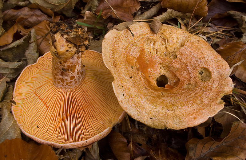 Lactarius deliciosus